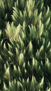 green wheat spikes in summer field in countryside